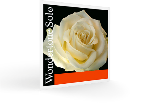 5vln_wondertonesolo_persp